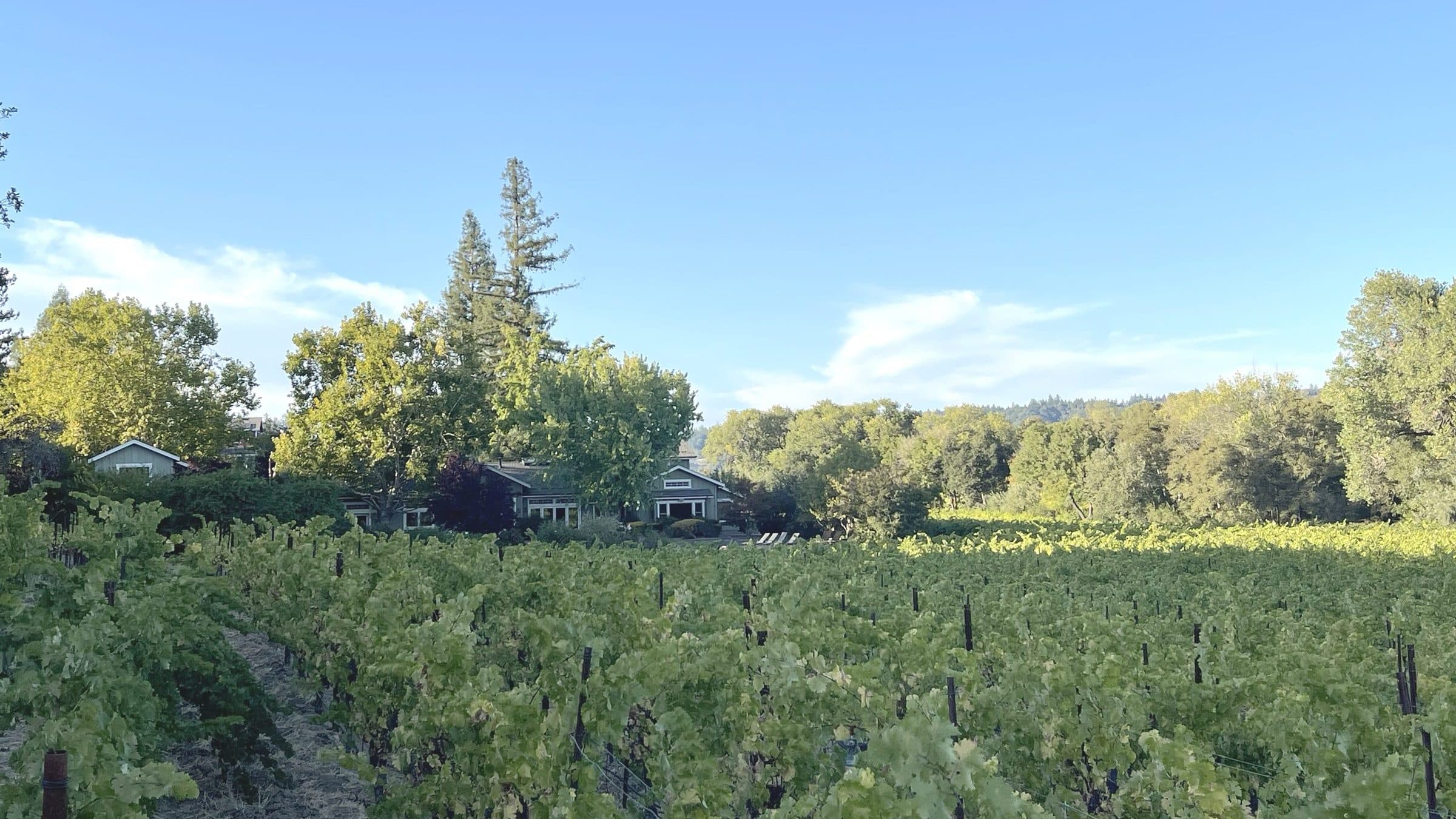 Creekfront, West Dry Creek Road — vineyard rows in the foreground with the residence set in oaks and redwoods beyond, Dry Creek Valley, Healdsburg